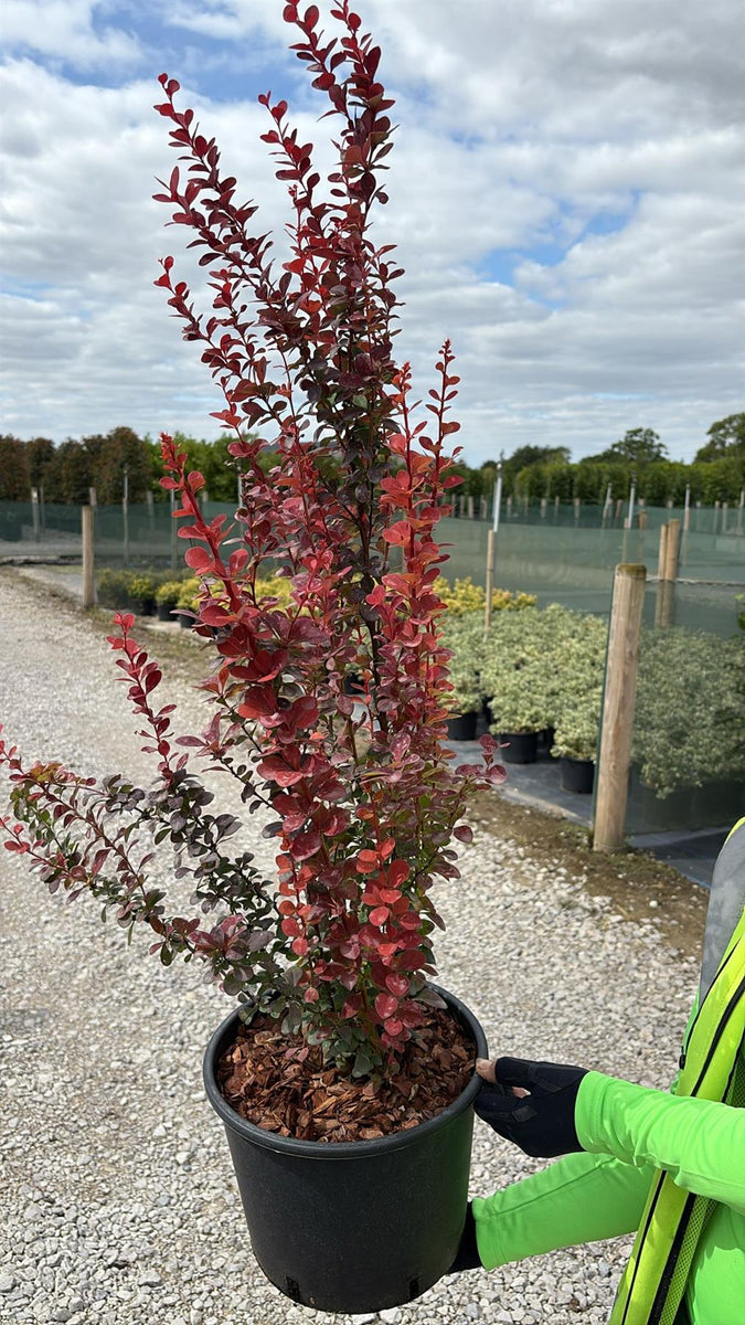 Berberis thunbergii Orange Rocket 7.5 Litre Pot — Grasslands Nursery