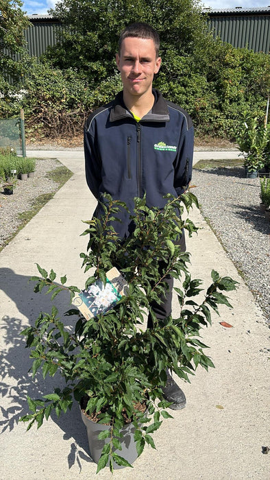 Prunus nip. Brilliant 12 Litre Pot