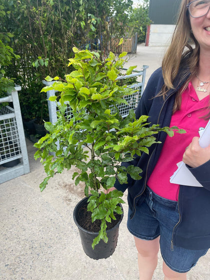 Beech Hedging Green 4 Litre Pot Grown 60/80cm