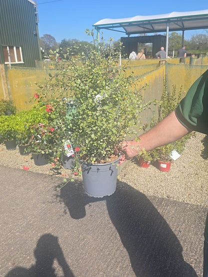 Pittosporum tenuifolium Green Elf - Pittosporum 4.5 Litre Pot