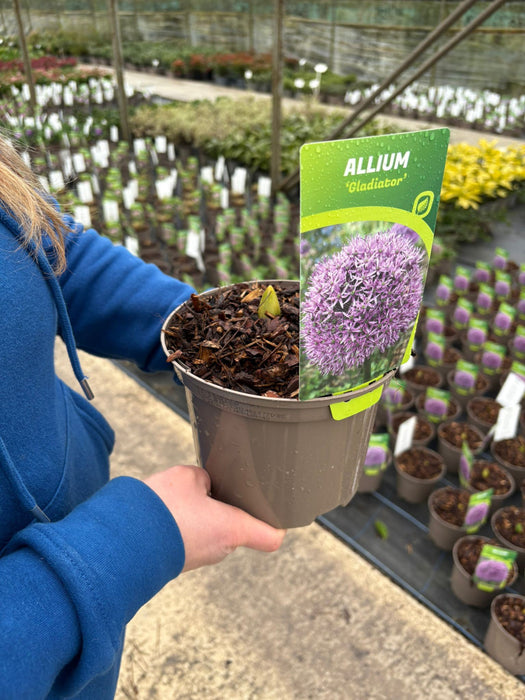 Allium Gladiator 2 Litre Pot