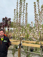 Malus Yellow Siberian Half Standard 15 Litre Pot