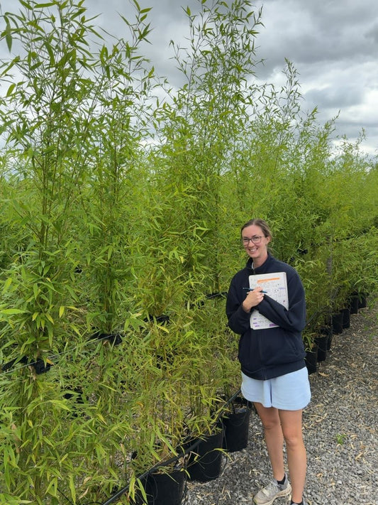 Golden Bamboo Phyllostachys Aurea 200cm Plus 15 Litre Pot
