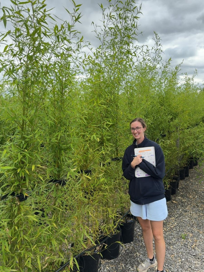 Golden Bamboo Phyllostachys Aurea 200-250cm 15 Litre Pot