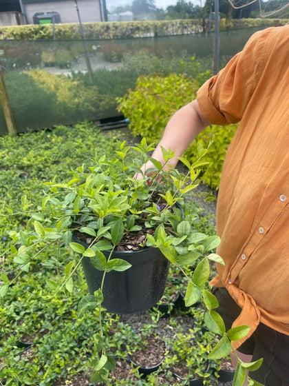 Vinca Minor 2 Litre Pot
