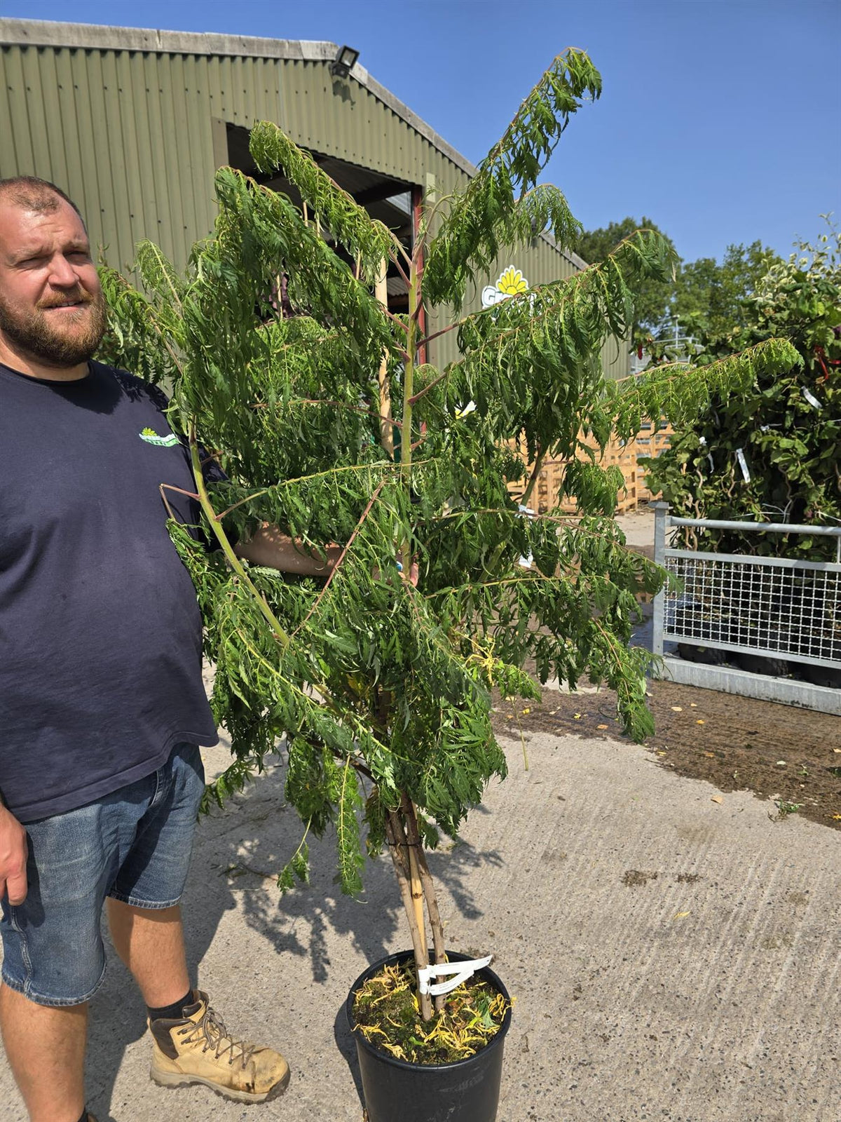 Rhus Typhinia Dissecta 20 Litre Pot 125/150cm