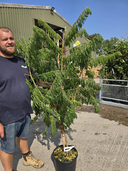 Rhus Typhinia Dissecta 20 Litre Pot 125/150cm