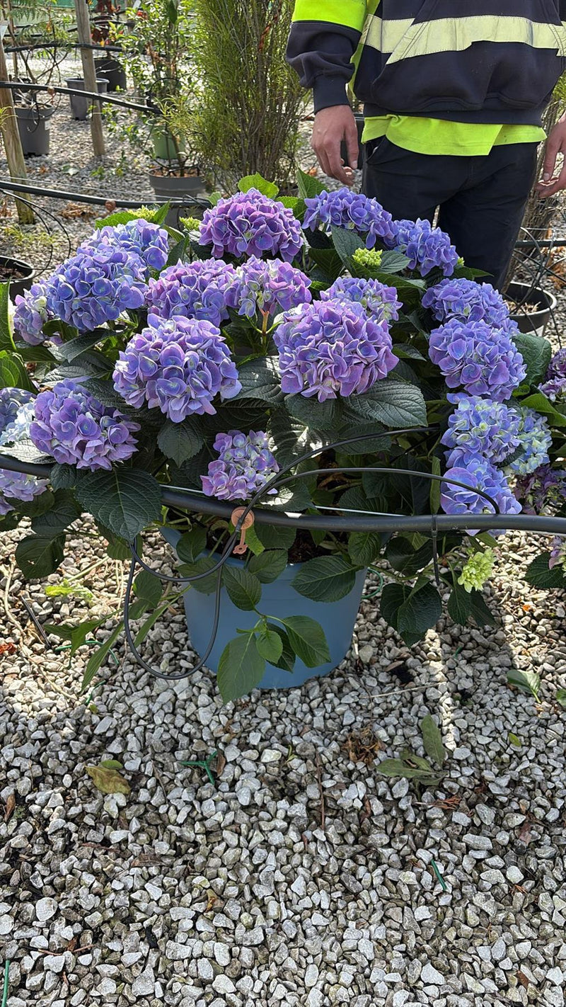 Hydrangea Mac Blue Ball 30 Litre Pot