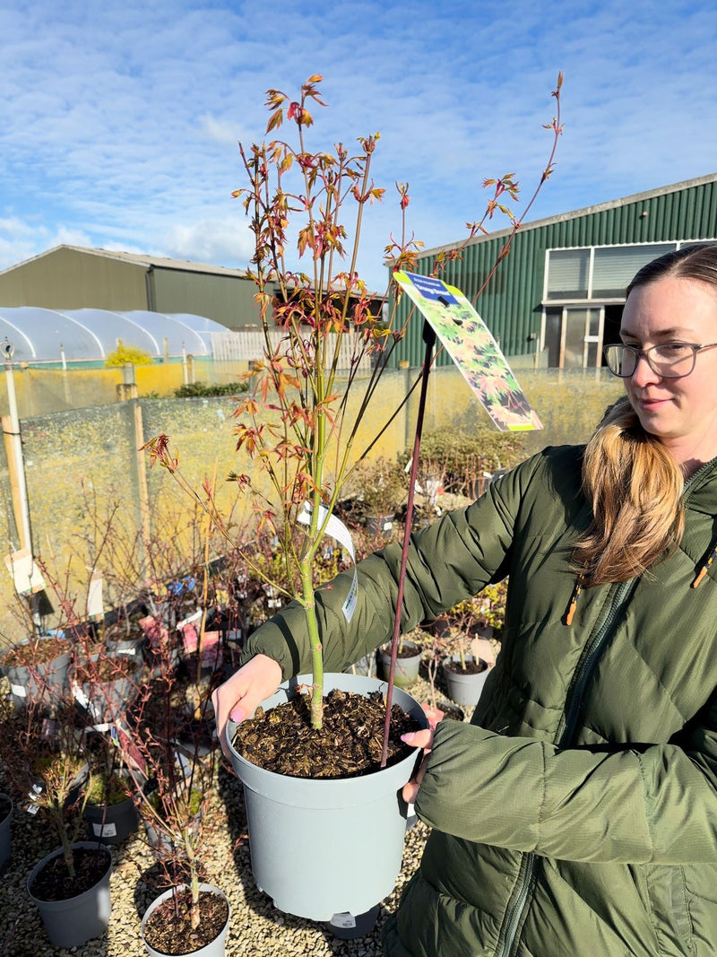 5 litre plant pots Acer Palmatum Orange Dream 5 Litre Pot — Grasslands Nursery