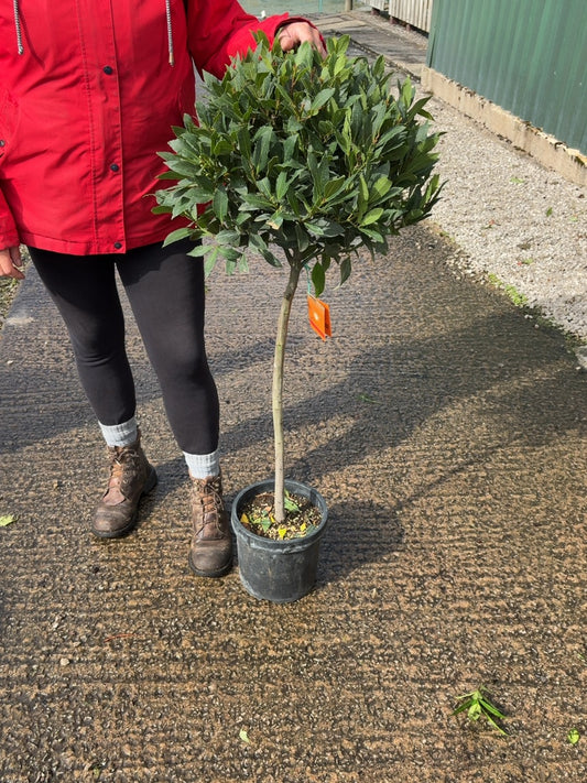Laurus Nobilis 1/4 Standard 60 Stem 35-40 cm Head