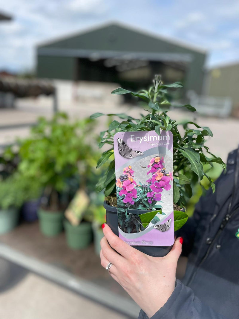 Erysimum Purple Glow 2 Litre Pot
