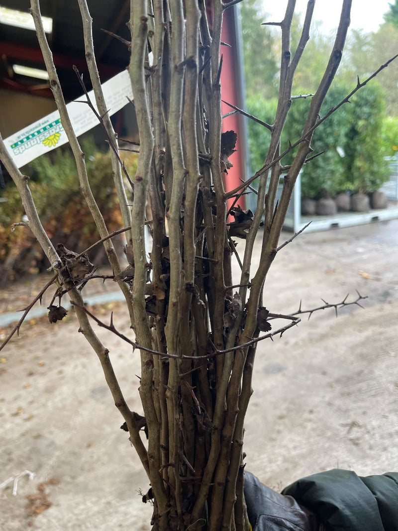Hawthorn Hedging Bare Root 80-100cm Delivery November