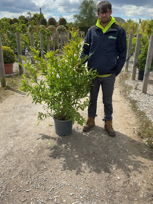 Magnolia Stellata Royal Star 15 Litre Pot
