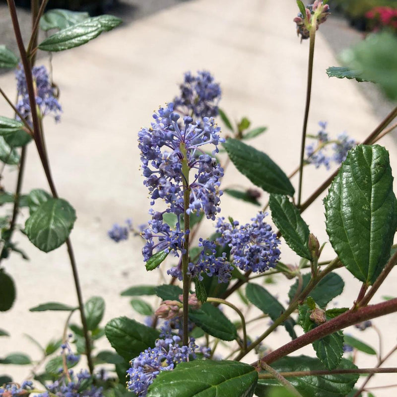 Ceanothus Burkwoodii 7.5 Litre Pot