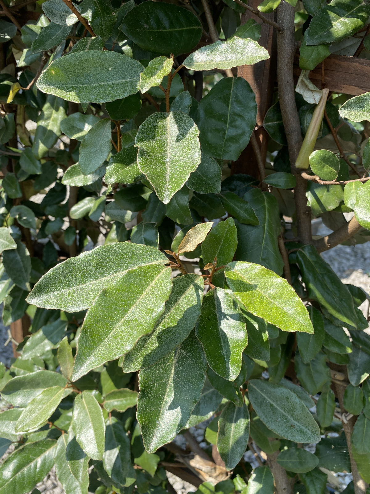 Elaeagnus x Ebbingei Compacta Pleached Wall Frame 35 Litre 120x70cm