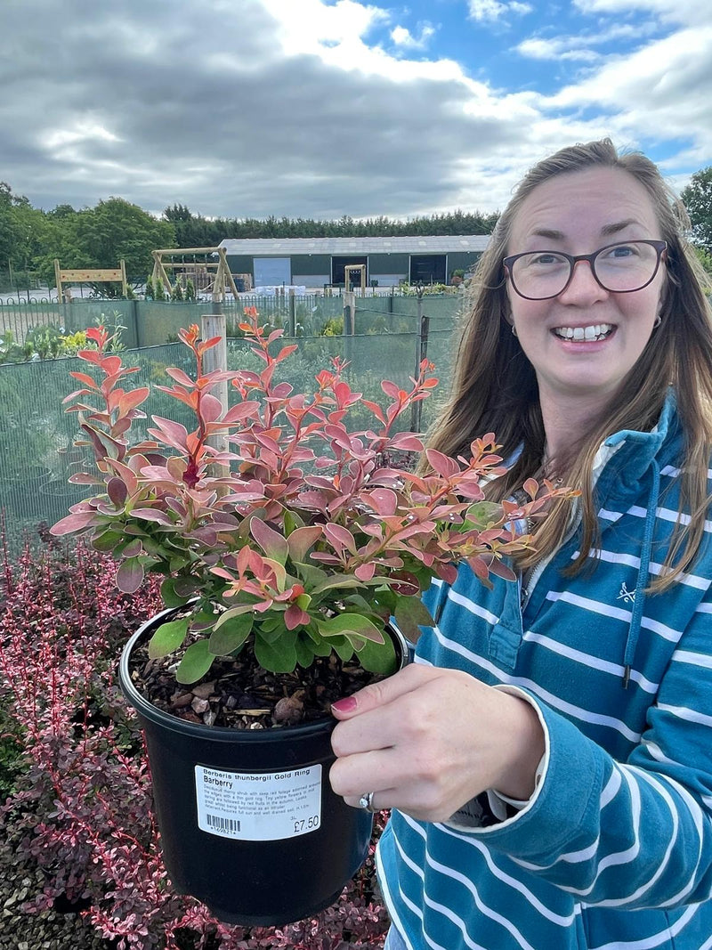 Berberis thunbergii Golden Ring 3 Litre Pot