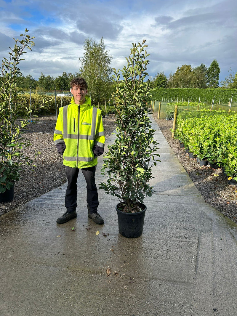 Photinia Red Robin 25 Litre Pot 160-180 cm