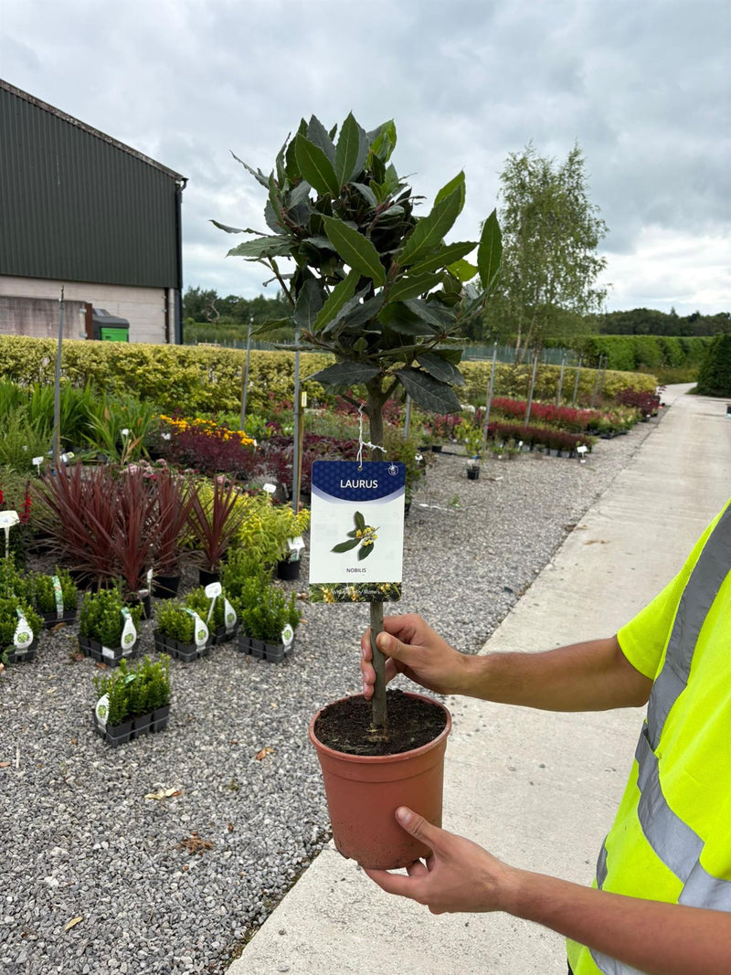 Laurus Nobilis Mini Standard 2 Litre Pot 35cm Stem