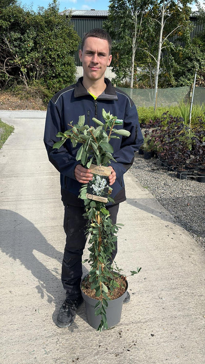 Exochorda The Bride 12 Litre Pot 100/125cm