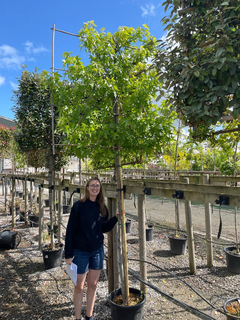 Liquidambar Worplesdon Pleached 140cm 8/10cm Stem