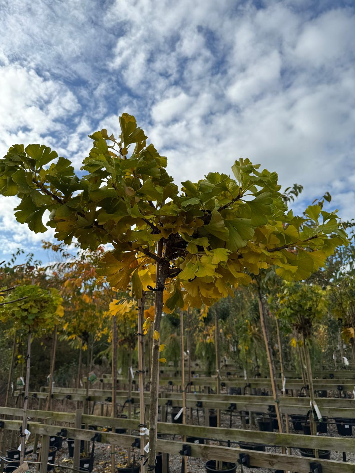 Ginkgo Biloba Mariken 18 Litre Pot Standard  180cm Stem