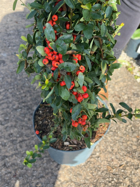 Pyracantha Red Sapphire 7.5 Litre Pot 125-130cm