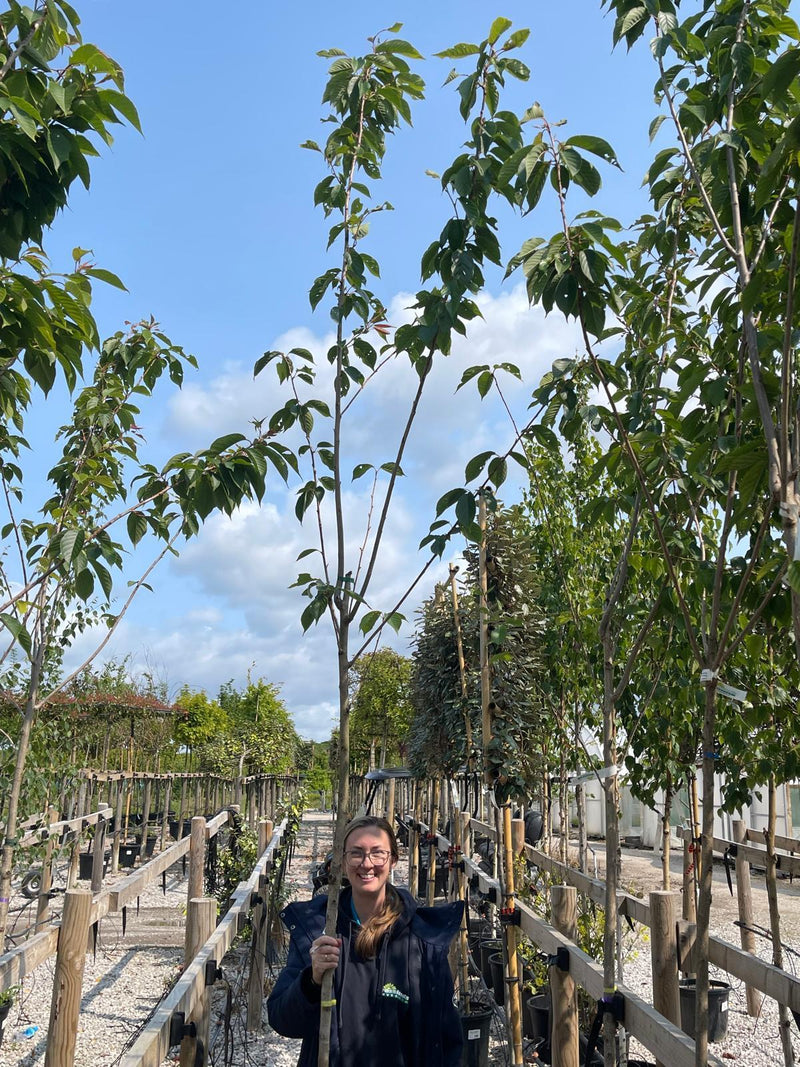 Prunus Serrula Standard 8-10cm Girth Pre Order/Ready For June