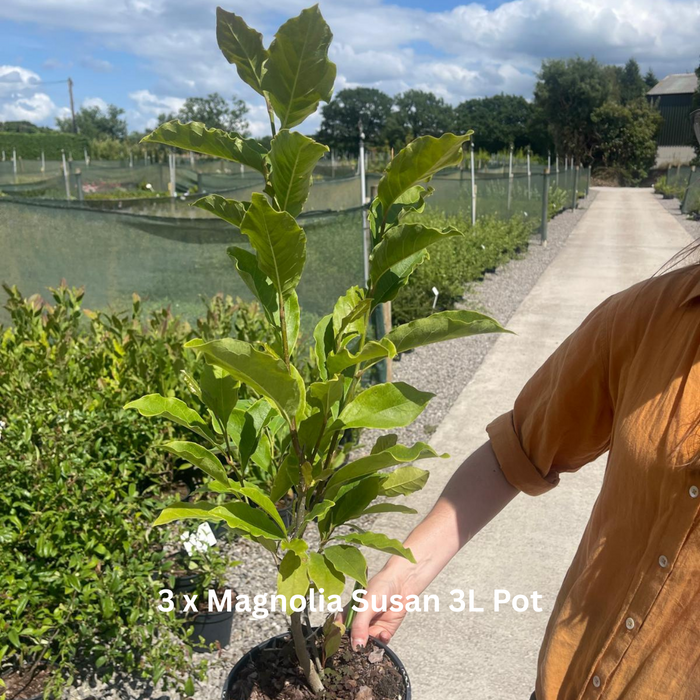 12 x Fragrant Shrub Mix Border Pack