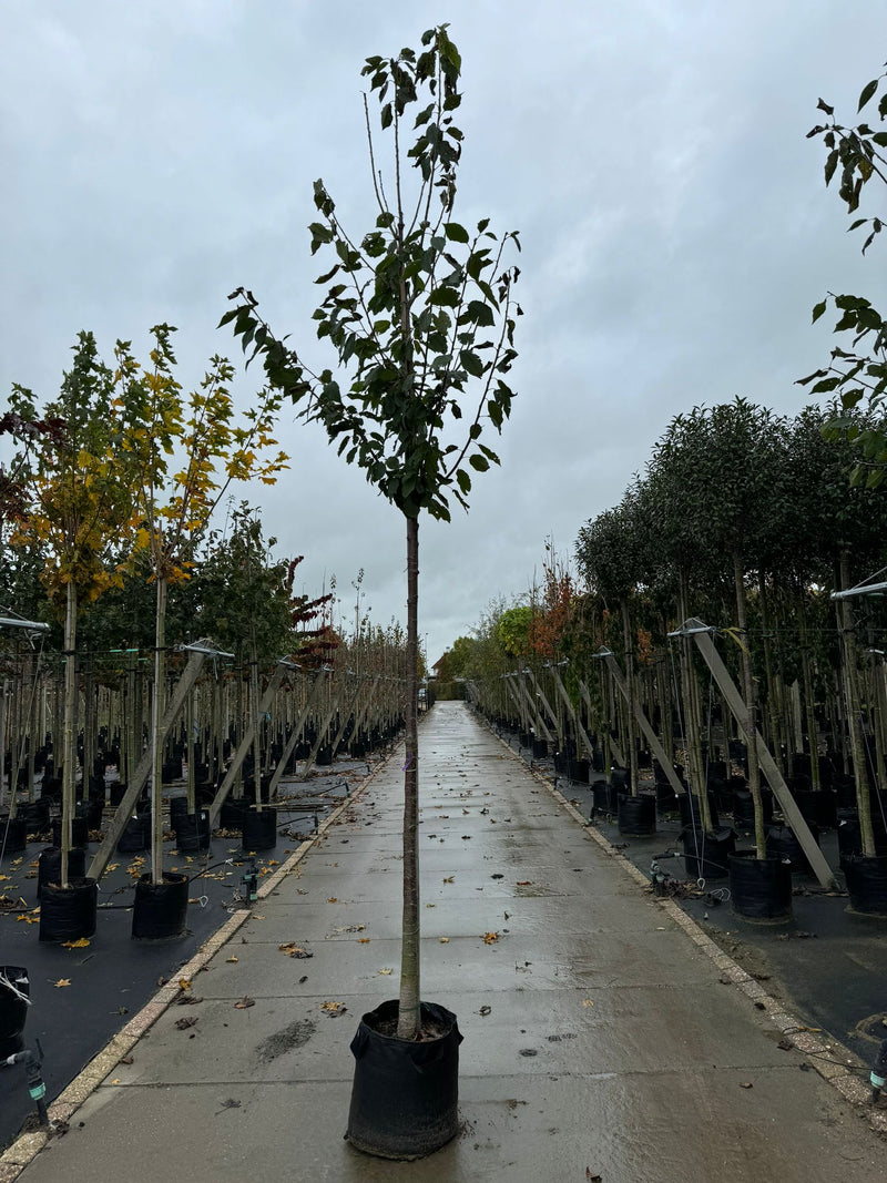 Prunus Avium 12/14cm Girth 50 Litre Pot Extra Heavy Standard