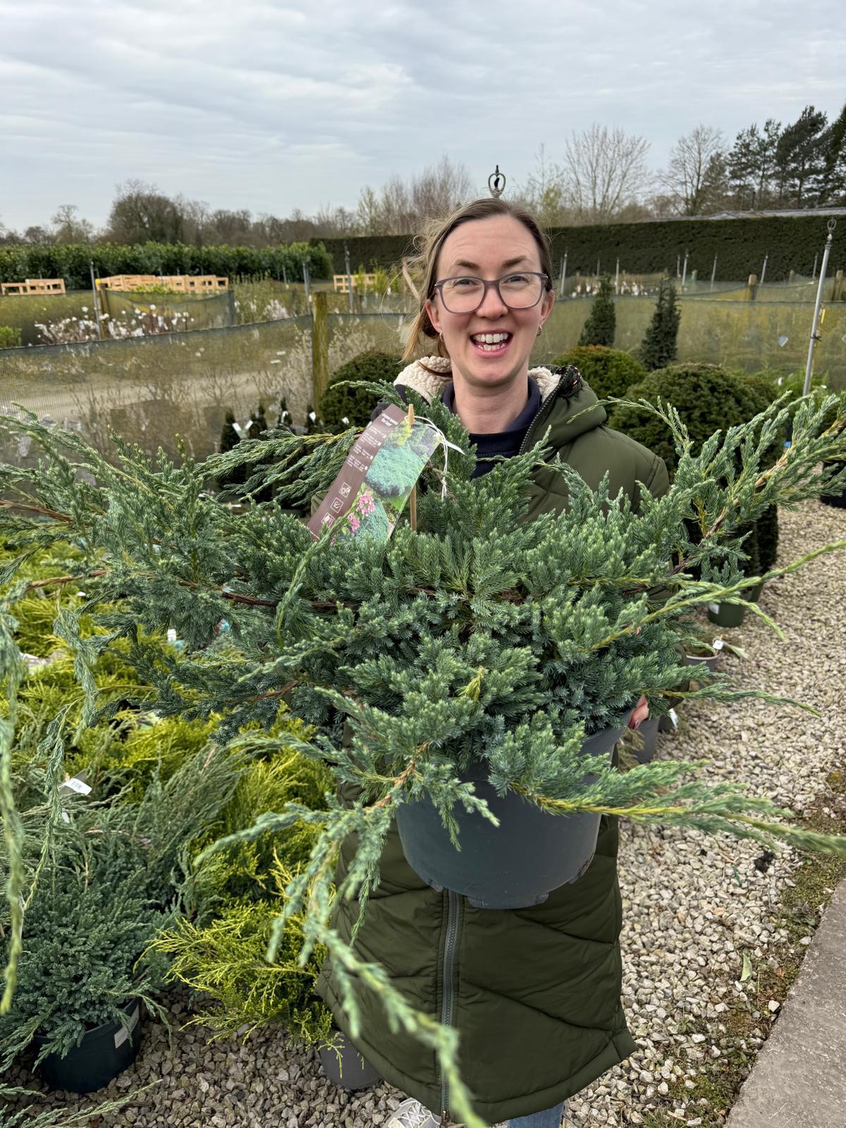 Juniperus Blue Carpet 10 Litre Pot