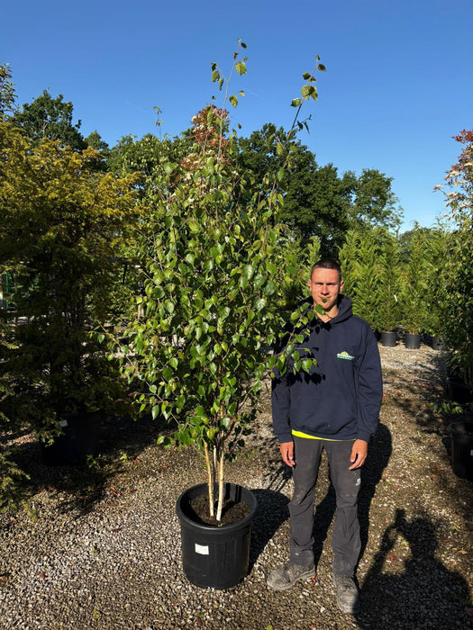 Betula Utilis Multi Stem 2/2.5m Rootballed