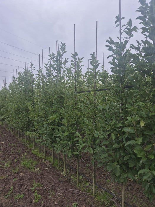 Magnolia loeb. Merrill 8-10cm Girth Standard Root Ball