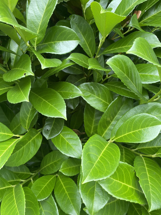 Laurel Hedging Cherry Laurels 15 Litre Pot 130/140cm