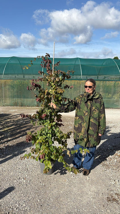 Parrotia Persica 12 Litre Pot 100/125cm