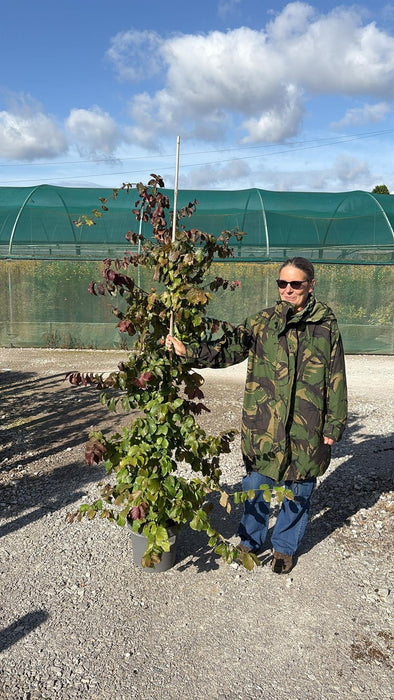 Parrotia Persica 12 Litre Pot 100/125cm
