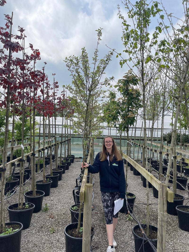 Malus Red Sentinel Standard 6/8cm Girth 35 Litre Pot