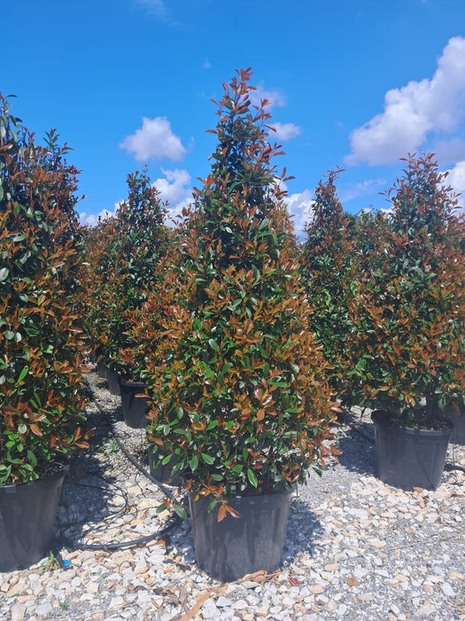 Photinia Red Robin 250cm Extra Sized Cone 130 Litre Pot