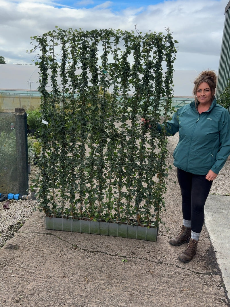 Hedera Helix Instant Pleached Panel - Partition 180cm Tall x 120cm Wide
