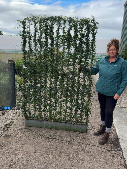 Hedera Helix Instant Pleached Panel - Partition 180cm Tall x 120cm Wide