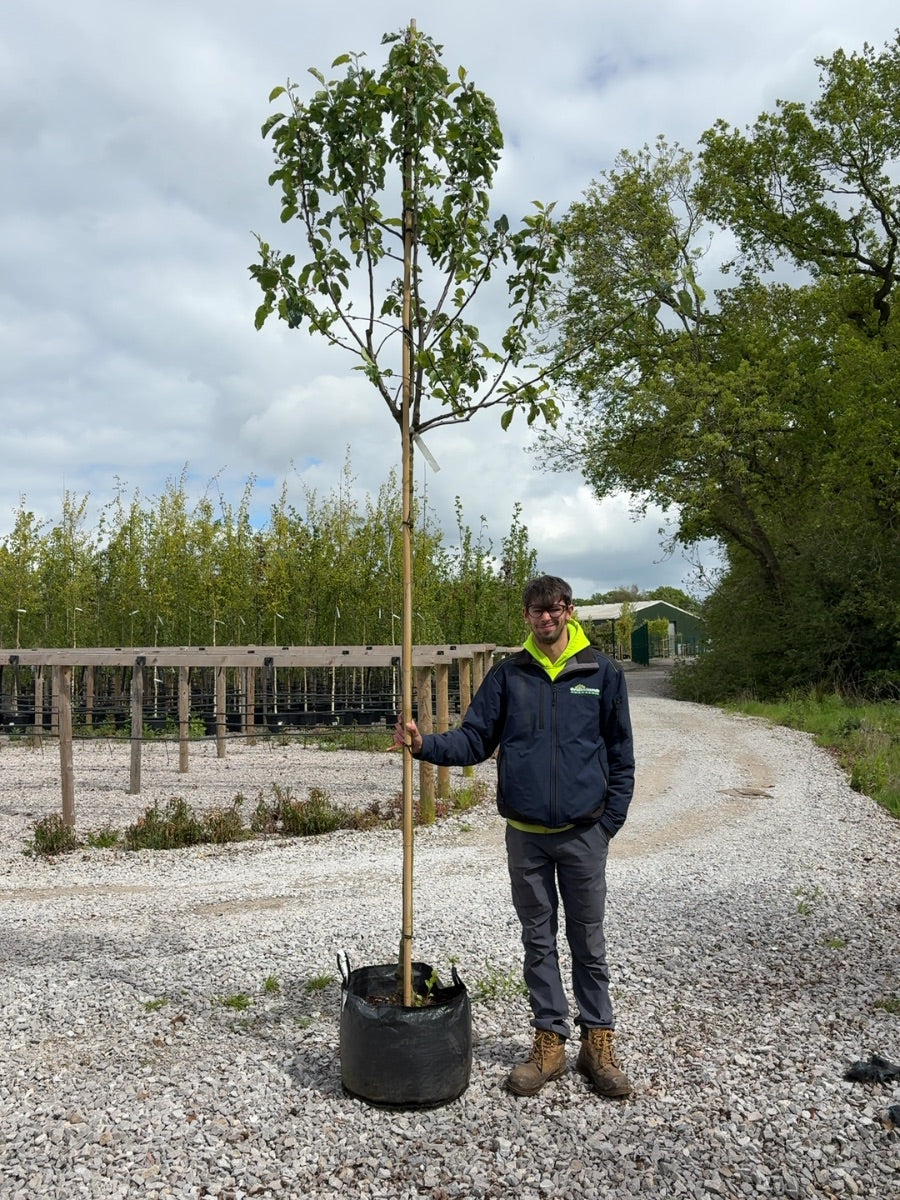 Apple Elise 10/12cm Girth Pot Grown