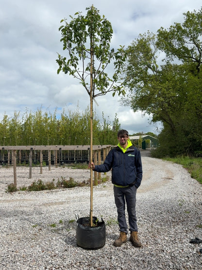 Apple Elise 10/12cm Girth Pot Grown