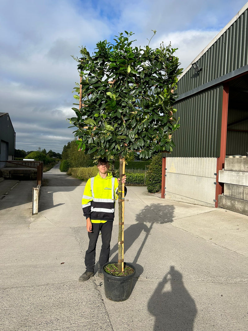 Prunus Novita Pleached Laurel Tree 150cm Stem 120x120cm Frame