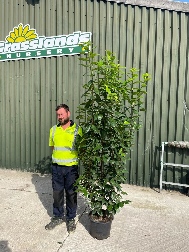 Cherry Laurel Hedging 200-225 cm Pot Grown