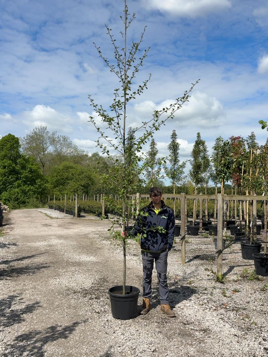 Alnus Glutinosa 8-10 Girth Standard