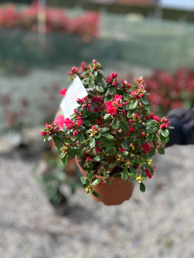Azalea japonica Hino Crimson 1.5 Litre Pot