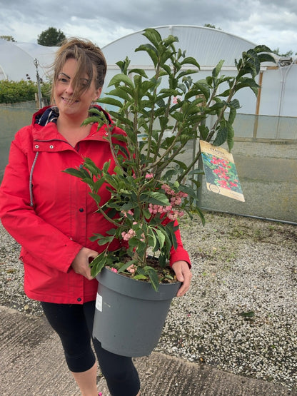 Euonymus Europaeus Red Cascade 12 Litre Pot 100/120cm