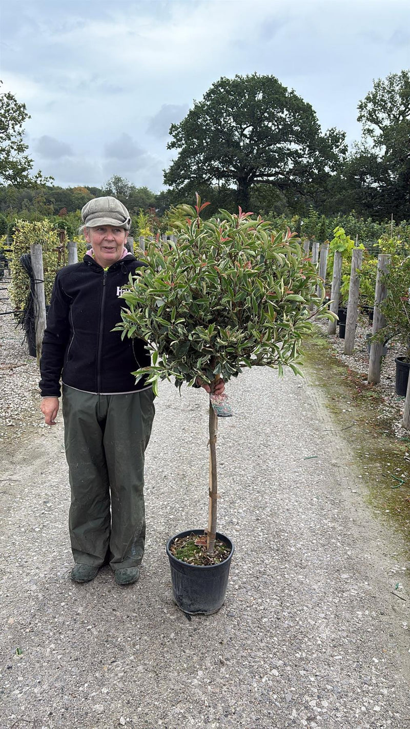 Photinia x fraseri Pink Marble Half Standard 12 Litre Pot