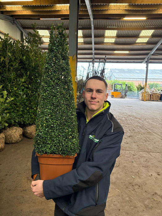 Buxus Egyptian Pyramid 80/90cm