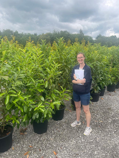 Cherry Laurel Hedging Caucasica 15 Litre Pot 125/150cm