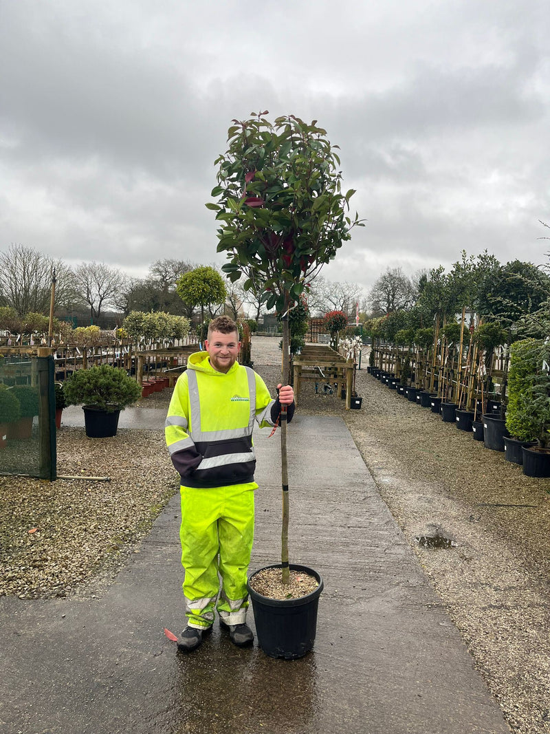 Photinia Red Robin 30 Litre Pot 6/8cm Girth 150cm Standard Tree Shape